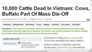 7,000 Dead Cows/Buffalo Now 10,000 Maybe 13,000