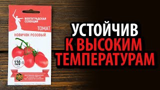 Семена томата Новичок Розовый 🍅 Устойчив к высоким температурам!