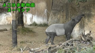 【よこはま動物園ズーラシア】マレーバクのアルタイルとロコ