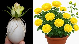 How to Grow Endless Roses Fast with a Simple Egg Secret