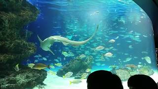 【水中パフォーマンスタイム】サンシャイン水族館   Underwater performance time of Sunshine aquarium  2018.8.8