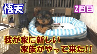 【ヨークシャーテリア】我が家に新しい家族がやって来た(❁´◡`❁)【２日目】Yorkshire terrier puppy / A new family has arrived at my home♪