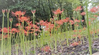 4K 情熱のリコリス 彼岸花 昭和記念公園2020💝Passionate  lycoris bloom at Syowa kinen park in Tokyo 2020