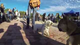 fierce french bulldog fight