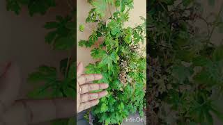 Balcony garden #gardeningtips #balconygardenideas #youtubeshorts #shortvideo #shorts