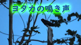 ヨタカ鳴き声　夕方ヤマシギを撮影中に、運良く近くの木に止まってくれたヨタカの鳴き声です。