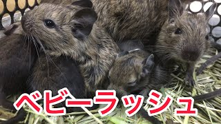 【デグー】ベビーラッシュ到来！デグーのかわいい赤ちゃんたちを紹介していくよ【もっぷらんど】Degus