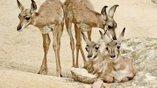 L.A. Zoo Welcomes Six Peninsular Pronghorn Fawns
