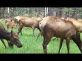 Inside an Elk Herd - sounds of elk ORIGINAL - The Rocky Mountaiin Elk & Deer Watch