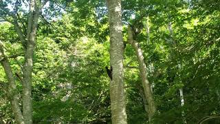 北海道　クマゲラの給餌　鳴き声が美しい♪