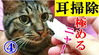 猫の耳掃除マスターへの道【こんな耳垢に気をつけて編】