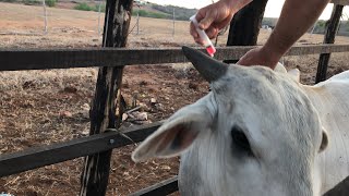 O boi Nelore ficou doente depois dar viagem