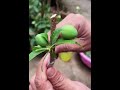 你有没有试过李子带果嫁接，我们用的是双舌嫁接。plum grafting