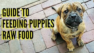 Guide To Feeding Puppies RAW Food