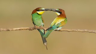 European Bee-eaters Food Pass