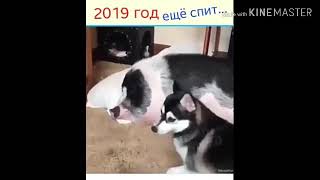 2019 chochqa yili kichik priqol