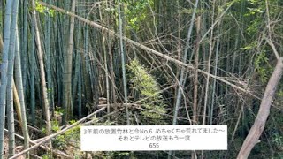 655.夫婦で京都みたいな竹林を作ろう！3年前の放置竹林と今を比べて見た　そしてテレビの放送もう一度