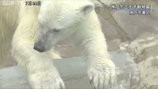 ホッキョクグマに氷のプレゼント　神戸市立王子動物園