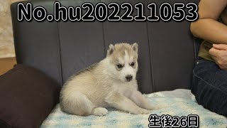 シベリアンハスキーの子犬販売 子犬No.hu202211053 静岡県浜松市のブリーダー 2022年11月5日生 12月1日現在