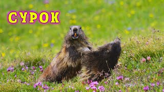 Baibak Life of a marmot in the Steppe Expanses