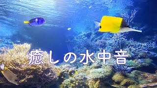 癒しのアクアリウム 1時間 水中音・音楽無し Healing aquarium 1hour　作業・勉強・リラックス・睡眠導入