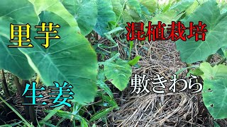 生姜と里芋の混植栽培