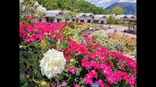 2022 5 22富士川クラフトパークの薔薇（バラ）が満開となっていました