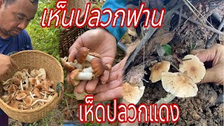 เก็บเห็ดปลวกฟาน#เห็ดปลวกแดง