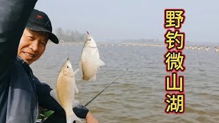 野钓微山湖浅滩，小钩细线拉饵钓，鲫鱼连杆上