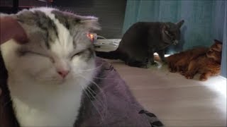 喧嘩してる猫達を横目に甘えにくる超マイペース白モフ猫