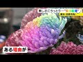 宝石のような淡くカラフルな花…snsでも人気の『染め輪菊』コロナ禍で葬儀需要なくなった生産者救う