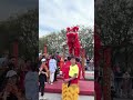 lion dance acrobatic red lion dance perform 高桩醒狮 龍獅文化