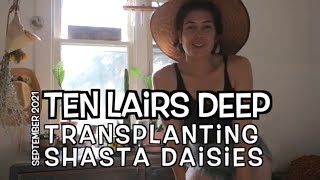 Transplanting Shasta Daisies | Ten Lairs Deep | Zone 3 Flower Farm