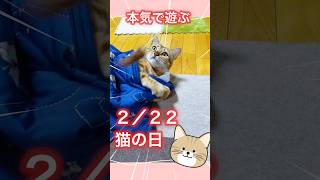 【ベンガル猫】2月22日は猫の日　飼い主と遊ぶ茶ちゃん[Bengal cat] Tea-chan (domestic cat) video February 22nd is Cat Day. #猫