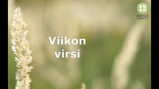 Viikon virsi: SIionin virsi 129, Herra Jeesus kun täällä