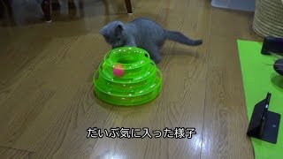 あまちゃん おもちゃのレビューするよ☆ 001　(review kitten toys #001)