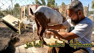 مزرعة كاملة للبيع  35 مليون 🏡 ، بناء مسطبة لحلب المعزات 🐐 خطوة خطوة (156)