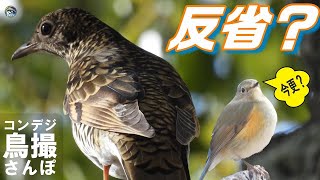 コンデジ鳥撮散歩　トラツグミ　カメラ操作今更反省　兵庫県・北播磨