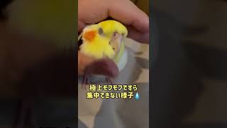 【愛太郎チャンネル番外編】母ちゃんの入院により情緒不安定になるオカメインコ #shorts