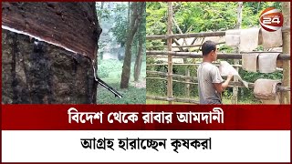 পৃষ্ঠপোষকতার অভাবে রাবার শিল্পে ধ্বস | Rubber Firming | Channel 24