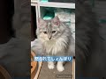 いたずらして怒られてしょんぼりする子猫 mischievous kitten