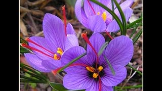 How to Grow Saffron plant || केसर कैसे उगायें How to Grow Saffron plant || केसर कैसे उगायें