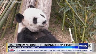 Interview: Giant Pandas no longer on endangered species list