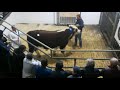 irish hereford premier autumn show u0026 sale 2019 tullamore irish hereford breed society