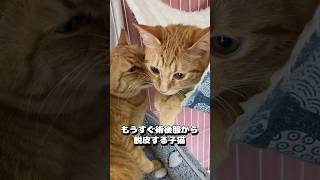 もうすぐ術後服から脱皮する子猫を振り返ってみた#shorts