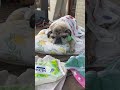 【パグ】ぷうまろ花　パグ犬のぷうちゃん　必要だよ