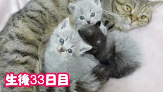 【生後33日目の子猫】初めてトイレを使う赤ちゃん猫が可愛過ぎる！＃59