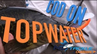 Murray Cod on Topwater lures like the Jackall Pompadour