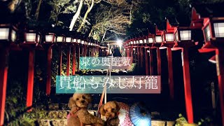 【京都探犬隊　トイプードル】今回のこたむぎ散歩は、貴船神社のライトアップに行ってきました。