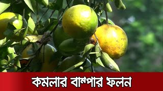 সুদিন ফিরছে কমলার, লক্ষ্যমাত্রার চাইতেও বেশি উৎপাদন মৌলভীবাজারে | M.Bazar Orange